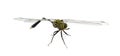 Ophiogomphus cecilia. Green Snaketail dragonfly on a white background. Life, dragon.