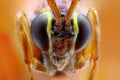 Ophion luteus extreme close-up