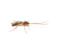 Ophion luteus parasitic brown wasp