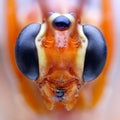 (Ophion luteus) wasp