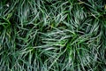 Ophiopogon japonicas leaves