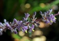 Flowers of Ophiopogon, lilyturf