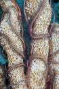 Ophiothrix suensoni, Suenson`s brittle star, sponge brittle sta Royalty Free Stock Photo