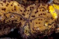 Sponge brittle star,marine ,invertebrate