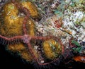 Ophiothrix suensoni, Suenson`s brittle star or the sponge brittle star Royalty Free Stock Photo