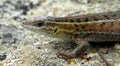 Ophisops elegans - Snake-eyed Lizard