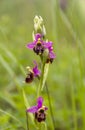 Ophrys apifera aka Bee orchid - a perennial wild herbaceous plant belonging to the family Orchidaceae, Royalty Free Stock Photo