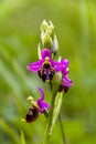 Ophrys apifera aka Bee orchid - a perennial wild herbaceous plant belonging to the family Orchidaceae, Royalty Free Stock Photo