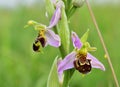 Ophrys apifera, the bee orchid near Perchtoldsdorf close-up