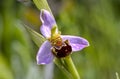 Bee Orchid (Ophrys apifera)