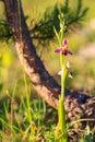 Ophrys Apifera Royalty Free Stock Photo