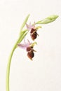 Ophrys Apifera, rare flower isolated on white Royalty Free Stock Photo