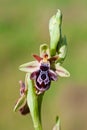 Ophrys ariadnae Royalty Free Stock Photo
