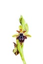 Ophrys ariadnae Royalty Free Stock Photo