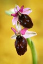 Ophrys biscutella, pink flower Gargano in Italy. Flowering European terrestrial wild orchid, nature habitat. Beautiful detail of