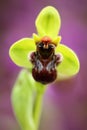Ophrys bombyliflora, Bumblebee Orchid,Gargano in Italy. Flowering European terrestrial wild orchid, nature habitat. Beautiful deta Royalty Free Stock Photo