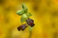 Ophrys fusca, sombre bee-orchid, Gargano in Italy. Flowering European terrestrial wild orchid, nature habitat. Beautiful detail of Royalty Free Stock Photo