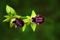 Ophrys incubacea, Dark Ophrys, Gargano in Italy. Flowering European terrestrial wild orchid, nature habitat. Beautiful detail of b