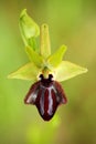 Ophrys incubacea, Dark Ophrys, Gargano in Italy. Flowering European terrestrial wild orchid, nature habitat. Beautiful detail of b