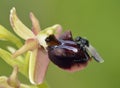 Ophrys morio Orchid