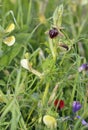 Ophrys morio Orchid