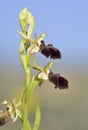Ophrys morio Orchid Royalty Free Stock Photo