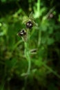 Ophrys reinholdii, rare orchid, Bulgaria Royalty Free Stock Photo