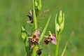 Ophrys scolopax - Ophrys scolopax subsp. cornuta Steven E.G.Camus