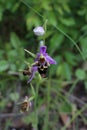 Ophrys scolopax subsp. cornuta - Wild plant shot in the spring