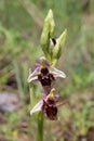 Ophrys scolopax subsp. cornuta - Wild plant shot in the spring