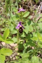 Ophrys scolopax subsp. cornuta - Wild plant shot in the spring