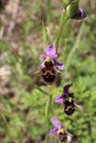 Ophrys scolopax subsp. cornuta - Wild plant shot in the spring