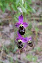 Ophrys scolopax subsp. cornuta - Wild plant shot in the spring