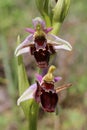 Ophrys scolopax subsp. cornuta - Wild plant shot in the spring