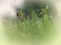 Ophrys speculum in a meadow. Extremadura, Spain