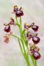 Ophrys speculum