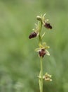 Ophrys sphegodes, aka Early spider-orchid.