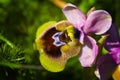 Ophrys Tenthredinifera