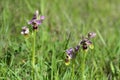 Ophrys tenthredinifera or bee flower orchid