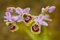 Ophrys tenthredinifera, Sawfly Orchid, Gargano in Italy.