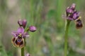 Ophrys tenthredinifera, the sawfly orchid.