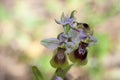 Ophrys tenthredinifera