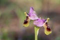 Ophrys tenthredinifera in Spain