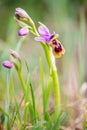 Ophrys tenthredinifera Wild Orchid Southern Europe