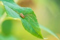 Opilio canestrinii spider resting on a green leaf