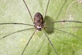Opiliones Royalty Free Stock Photo