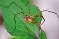 Opiliones Royalty Free Stock Photo