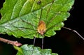 Opiliones Royalty Free Stock Photo