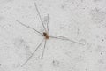 Opiliones on the concrete wall is close Royalty Free Stock Photo