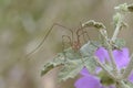 Opiliones formerly Phalangida are an order of arachnids commonly known as harvestmen. Crete Royalty Free Stock Photo